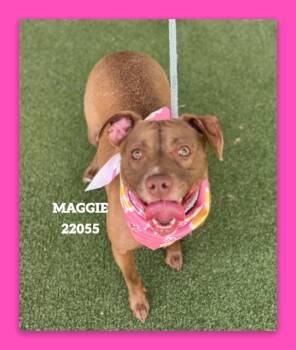 MAGGIE -  Pit Bull Terrier Dog for Adoption in Marietta, Georgia - MAGGIE | PetCurious