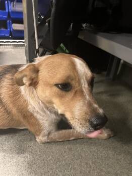 Rescue Australian Cattle Dog Blue Heeler Dogs for Adoption in Dallas, Texas - NADA | PetCurious