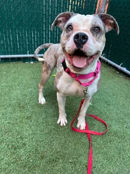 Mixed Breed Dogs Available for Adoption in New York, New York - Gaia | PetCurious