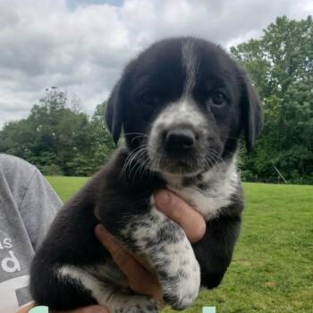 NY Lissy avail Jul 18 (Kent Farmers Market) -  Border Collie and Basset Hound Dog for Adoption in Stormville, New York - NY Lissy Avail Jul 18 (Kent Farmers Market) | PetCurious