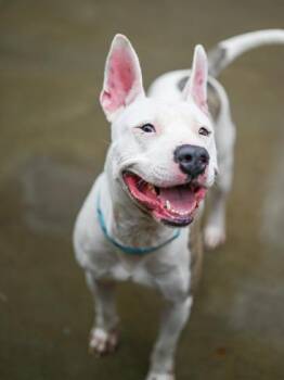 Mixed Breed Dogs Available for Adoption in Chamblee, Georgia - Jaxxon | PetCurious