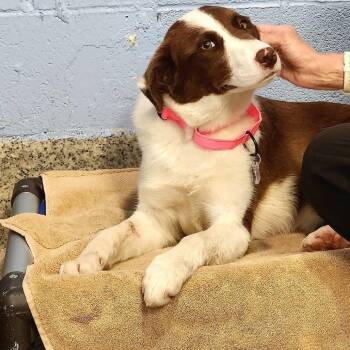 Border Collie Dogs Available for Adoption in Falls Church, Virginia - Red | PetCurious