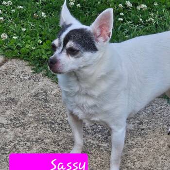 Chihuahua Dogs Available for Adoption in Lancaster, Ohio - Sassy | PetCurious