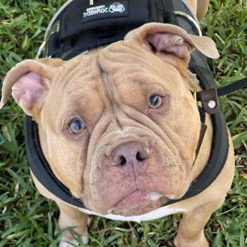 Josie 6293 -  American Bulldog Dog for Adoption in Loxahatchee Groves, Florida - Josie 6293 | PetCurious