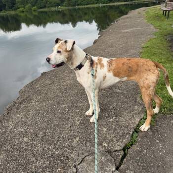 Penny -  Catahoula Leopard Dog and Mixed Breed Dog for Adoption in Uniontown, Pennsylvania - Penny | PetCurious