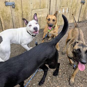 Neil -  Pit Bull Terrier Dog for Adoption in Oakland, California - Neil | PetCurious