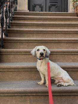 Tinto -  Miniature Poodle and Lhasa Apso Dog for Adoption - Tinto | PetCurious