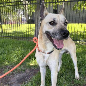 Dusty -  Black Mouth Cur Dog for Adoption in Pearland, Texas - Dusty | PetCurious