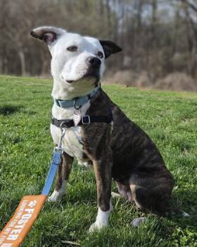Mixed Breed Dogs Available for Adoption - Dutchess | PetCurious