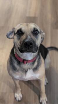 Marigold -  German Shepherd Dog Dog for Adoption in Pflugerville, Texas - Marigold | PetCurious