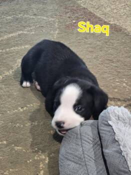 Shaq - fostered in Omaha -  Beagle Dog for Adoption in Overland Park, Kansas - Shaq - Fostered In Omaha | PetCurious