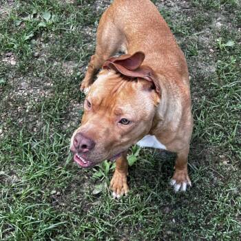 Murdock (blind) -  Pit Bull Terrier Dog for Adoption in Parrish, Alabama - Murdock (blind) | PetCurious