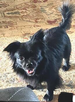 Miguel -  Papillon and Chihuahua Dog for Adoption in Mount Airy, North Carolina - Miguel | PetCurious