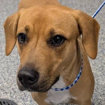 Jasmine -  Mixed Breed Dog for Adoption in Greenville, South Carolina - Jasmine | PetCurious