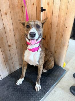 Basenji Dogs Available for Adoption in Missouri City, Texas - Sade | PetCurious