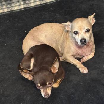 Prada -  Chihuahua Dog for Adoption in Las Vegas, Nevada - Prada | PetCurious