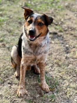 Rescue Australian Cattle Dog Blue Heeler and Shepherd Dogs for Adoption in Richardson, Texas - 24-110 Bobby Brewster | PetCurious