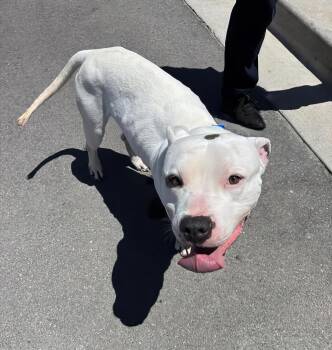 Elvis -  Mixed Breed Dog for Adoption in Nashville, Tennessee - Elvis | PetCurious