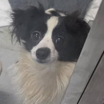 Chihuahua Dogs Available for Adoption - Louie | PetCurious