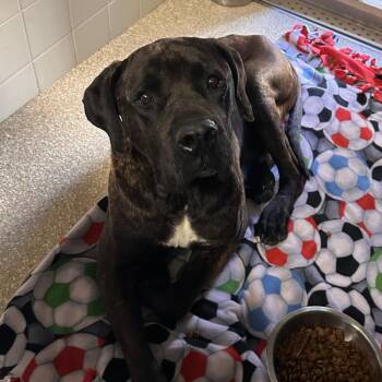 Presa Canario Dogs Available for Adoption in Reno, Nevada - Frankie | PetCurious