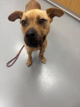 Donna -  Shepherd and Pit Bull Terrier Dog for Adoption in Hartsville, South Carolina - Donna | PetCurious