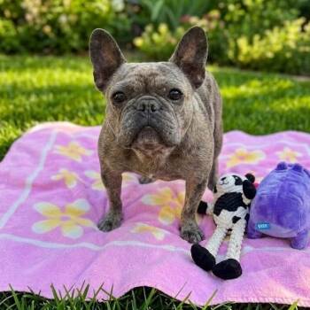 Rosie 0556 -  French Bulldog Dog for Adoption in Boca Raton, Florida - Rosie 0556 | PetCurious