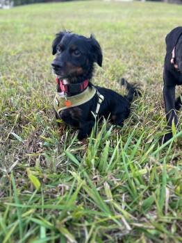 Milo -  Dachshund Dog for Adoption in Albion, New York - Milo | PetCurious