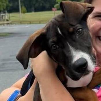 Brisket -  Mixed Breed Dog for Adoption in Rockville, Maryland - Brisket | PetCurious
