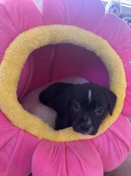 Teresa -  Terrier and Labrador Retriever Dog for Adoption in Phoenix, Arizona - Teresa | PetCurious