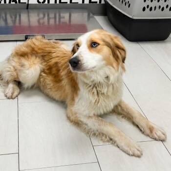 Wendy -  Australian Shepherd Dog for Adoption in Lufkin, Texas - Wendy | PetCurious