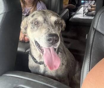 Tessa -  Catahoula Leopard Dog Dog for Adoption in Woodstock, Ontario - Tessa | PetCurious