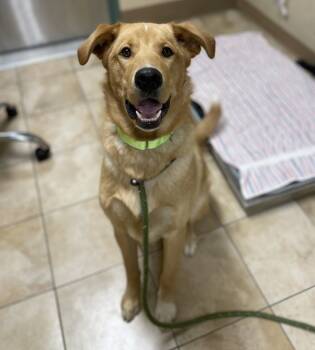 Rescue Mixed Breed Dogs for Adoption in Troutdale, Oregon - Snickerdoodle (mcas) | PetCurious