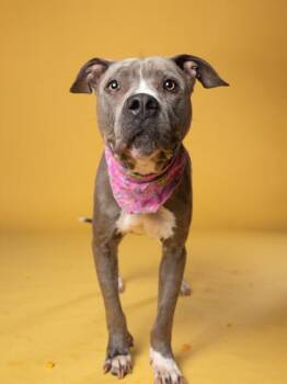 Gluckie -  Pit Bull Terrier Dog for Adoption in Atlanta, Georgia - Gluckie | PetCurious