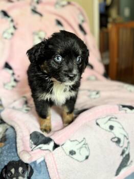 Pomeranian and Australian Shepherd Dogs Available for Adoption - Cupcake | PetCurious