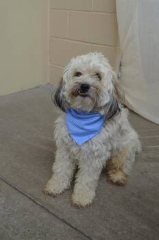 Terrier Dogs Available for Adoption in Mckinney, Texas - Festus | PetCurious