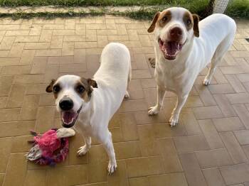 Labrador Retriever Dogs Available for Adoption - Luke | PetCurious