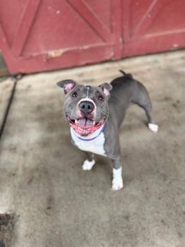 LENTIL -  Pit Bull Terrier Dog for Adoption in Charlotte, North Carolina - LENTIL | PetCurious