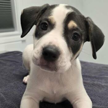 Rescue Pit Bull Terrier and German Shorthaired Pointer Dogs for Adoption in Bryan, Texas - Snap (Snap, Crackle, Pop!) | PetCurious