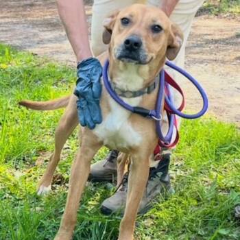 Retriever Dogs Available for Adoption in Burlington, Ontario - Sky | PetCurious