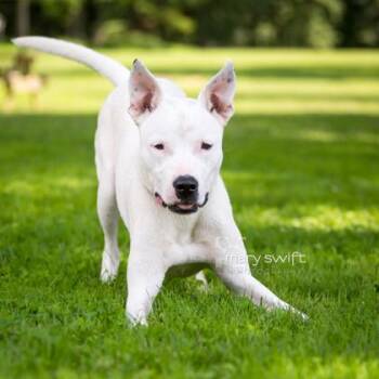 Rescue Mixed Breed Dogs for Adoption in Reisterstown, Maryland - Tracie | PetCurious