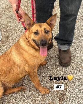 German Shepherd Dog Dogs Available for Adoption in Seth, West Virginia - Layla  | PetCurious