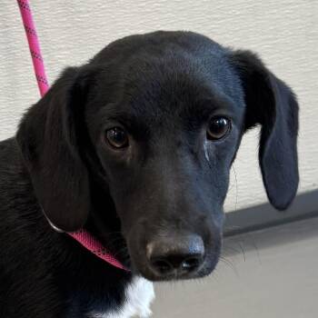 Tanka -  Mixed Breed Dog for Adoption in Las Cruces, New Mexico - Tanka | PetCurious