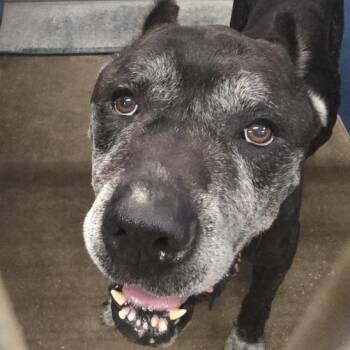 Klaus -  Cane Corso Dog for Adoption in Montgomery, Alabama - Klaus | PetCurious