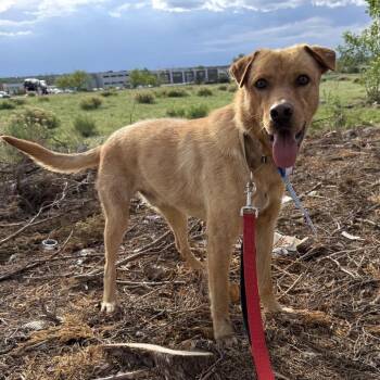 Shepherd and Mixed Breed Dogs Available for Adoption in Parker, Colorado - 608 (2026) Bailey | PetCurious