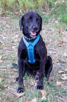 Lenny -  Black Labrador Retriever and Mixed Breed Dog for Adoption in Savage, Minnesota - Lenny | PetCurious