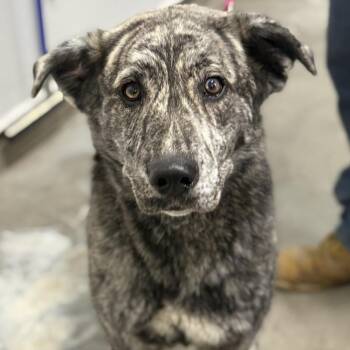 Anatolian Shepherd and Mixed Breed Dogs Available for Adoption - Angie | PetCurious