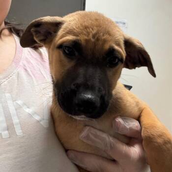 Jill Munroe -  Mixed Breed Dog for Adoption in Charleston, West Virginia - Jill Munroe | PetCurious