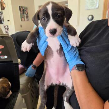 Kaci -  Terrier Dog for Adoption in Birmingham, Alabama - Kaci | PetCurious