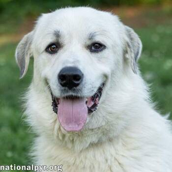 Roo Roo in CT - Adores Attention -  Great Pyrenees Dog for Adoption in Beacon, New York - Roo Roo In CT - Adores Attention | PetCurious