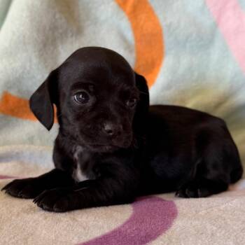Peanut -  Chihuahua Dog for Adoption in Tucson, Arizona - Peanut | PetCurious
